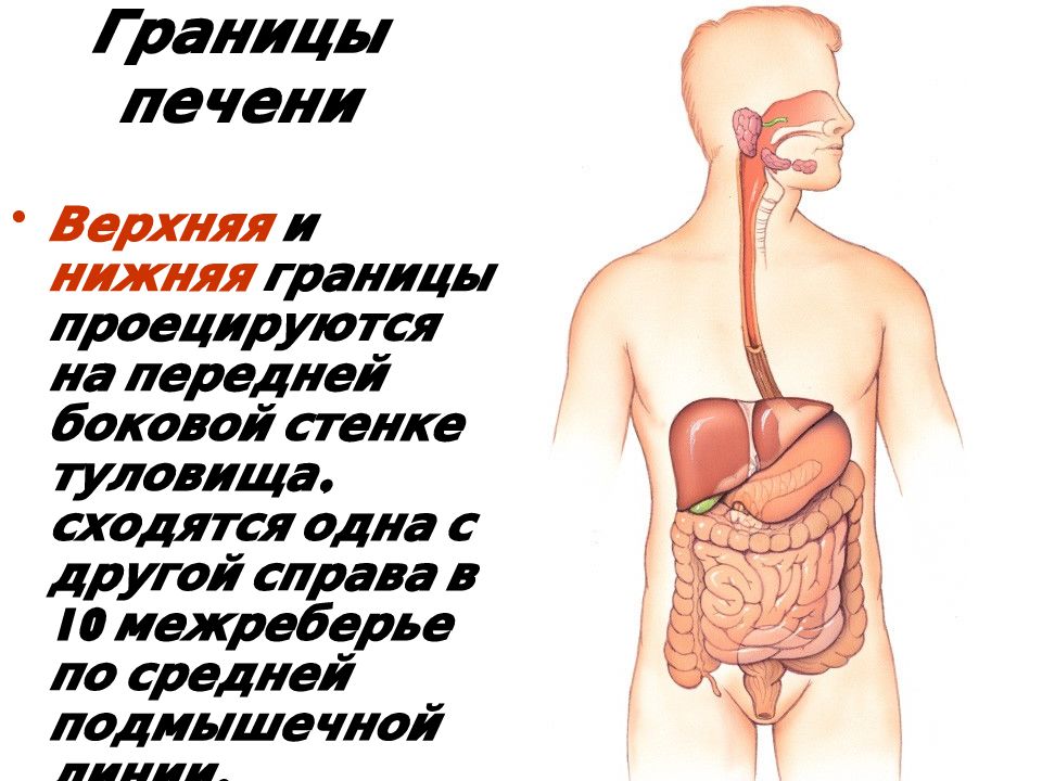 Анатомия и физиология печени презентация