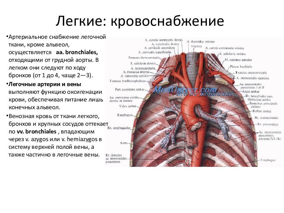 Схема кровообращение в грудной полости