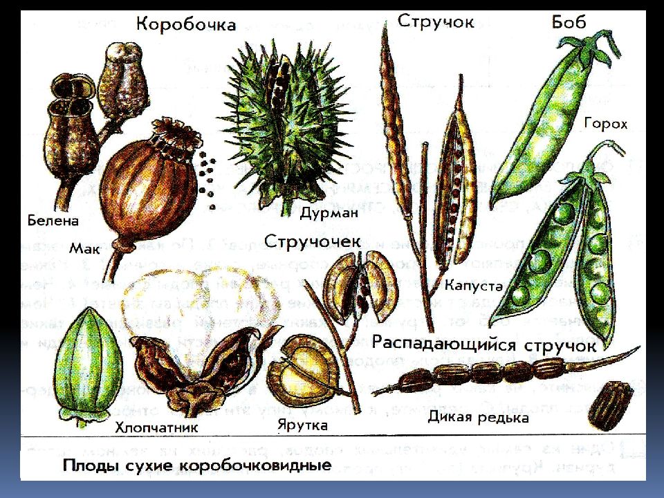 Плоды и семена картинки