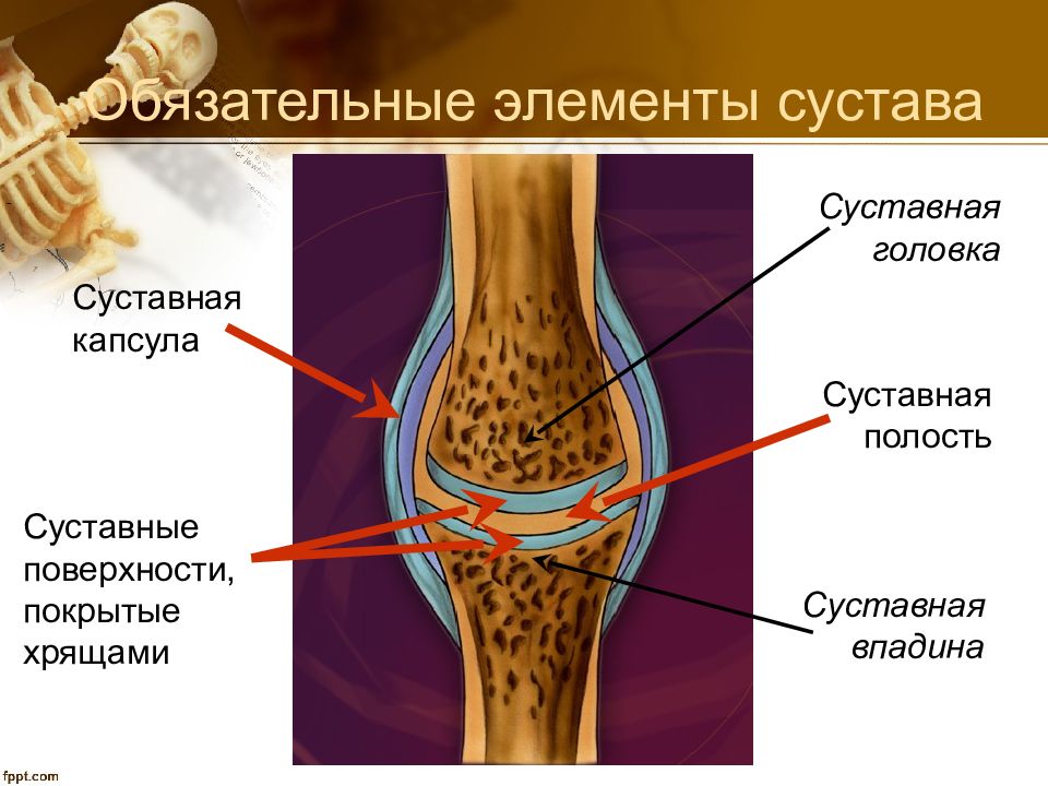 Какой цифрой на рисунке обозначен суставной хрящ