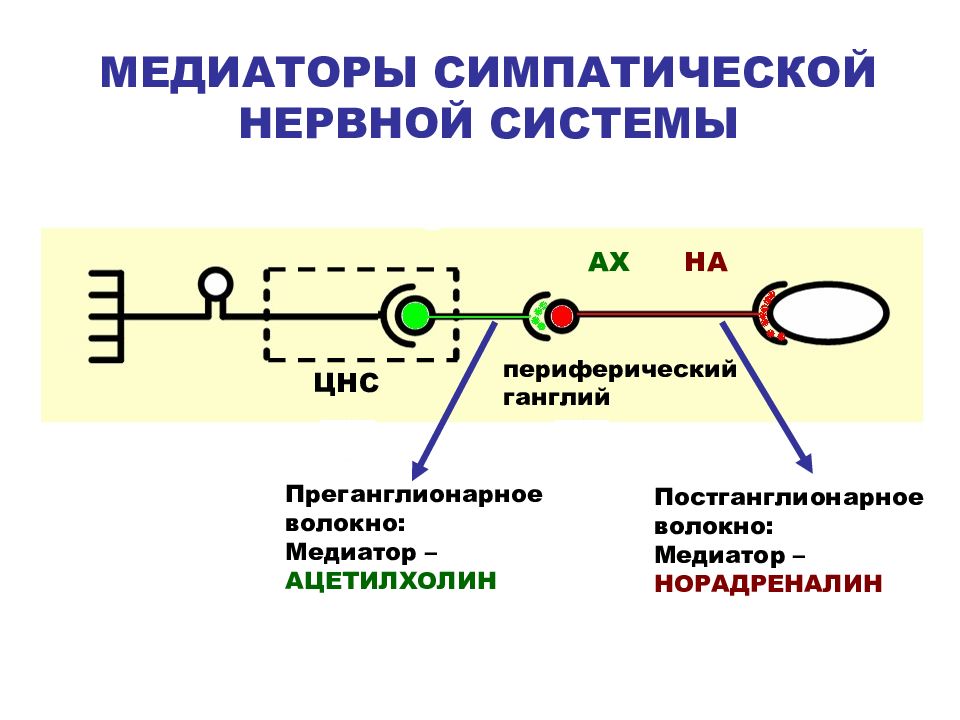 Внс физиология презентация