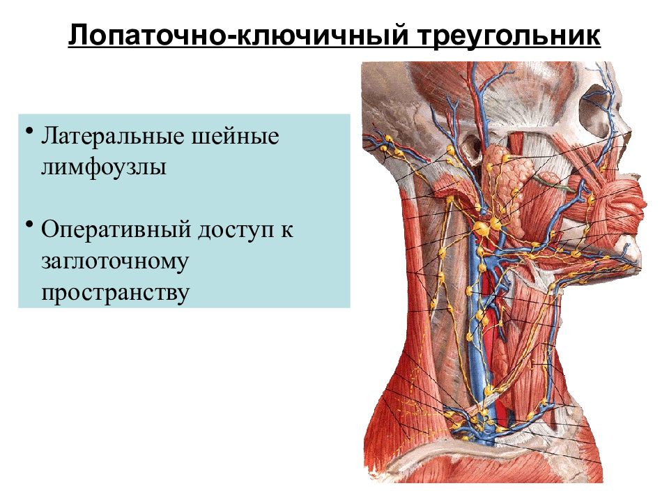 Лимфоузлы на шее фото анатомия