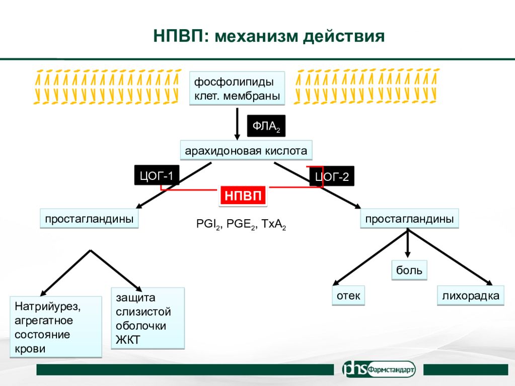 Арахидоновая кислота механизм действия. НПВС селективного действия. Арахидоновая кислота ЦОГ. ЦОГ 2 механизм.