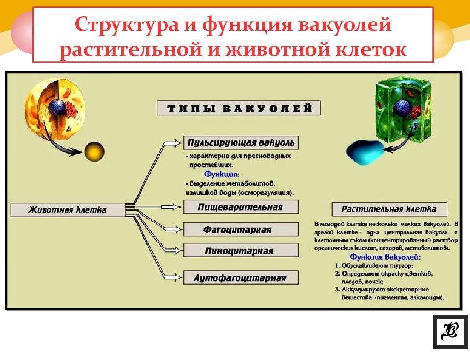 Вакуоли функции таблица