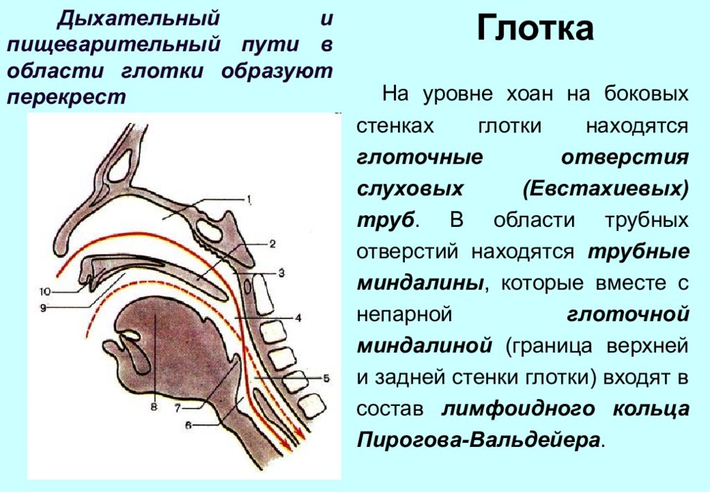 К органам дыхания не относятся ответ