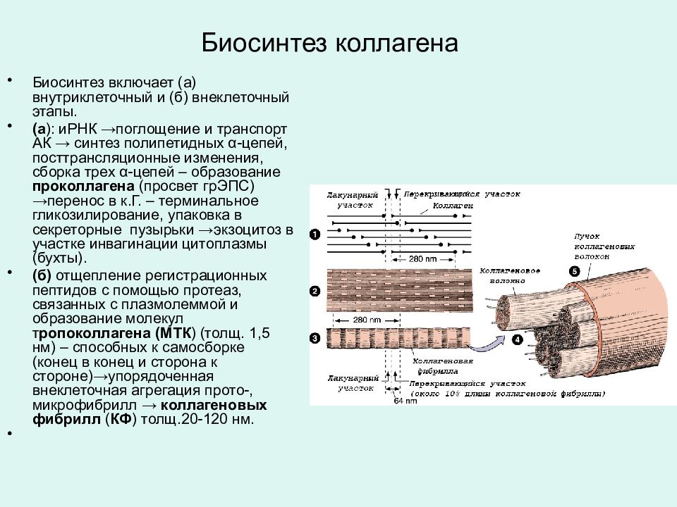 Синтез коллагена схема