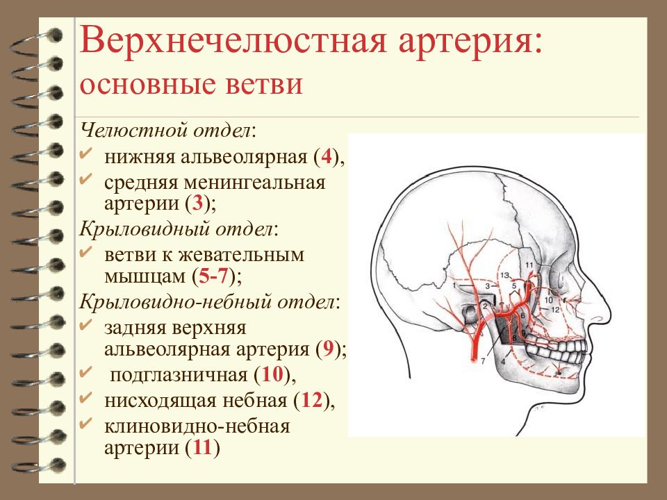 Ветви верхнечелюстной артерии схема