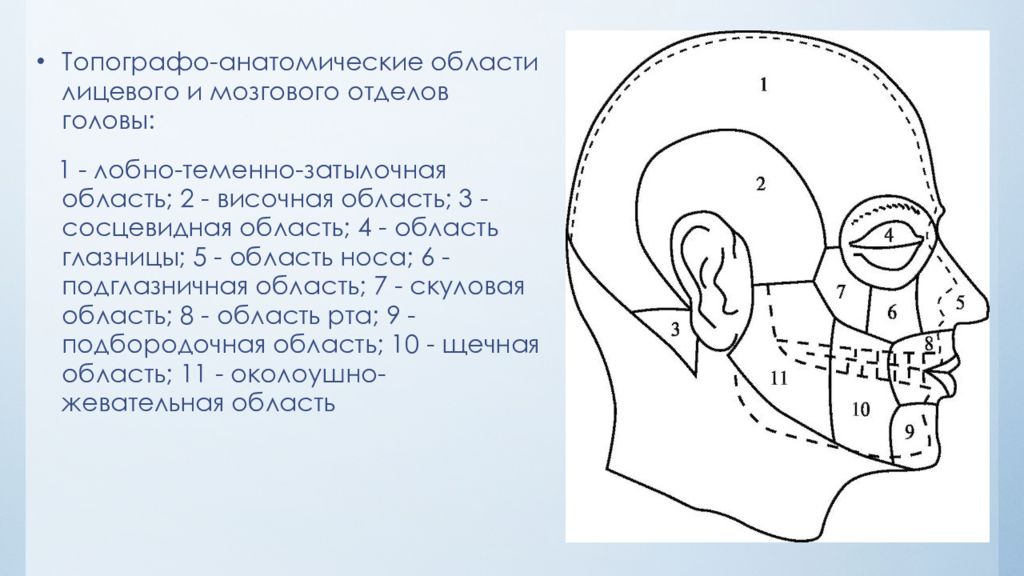 Отделы головы анатомия. Топографо-анатомические области лицевого и мозгового отделов головы:. Границы внешние ориентиры лицевого отдела головы. Внешние ориентиры мозгового отдела головы топографическая анатомия. Области лицевого отдела головы топографическая анатомия.