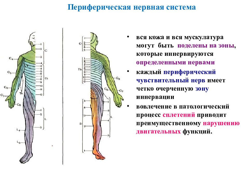 Органы периферической нервной системы человека. Периферическая НС функции. Периферический отдел нервной системы строение. Периферическая нервная система строение и функции. Строение периферической НС.