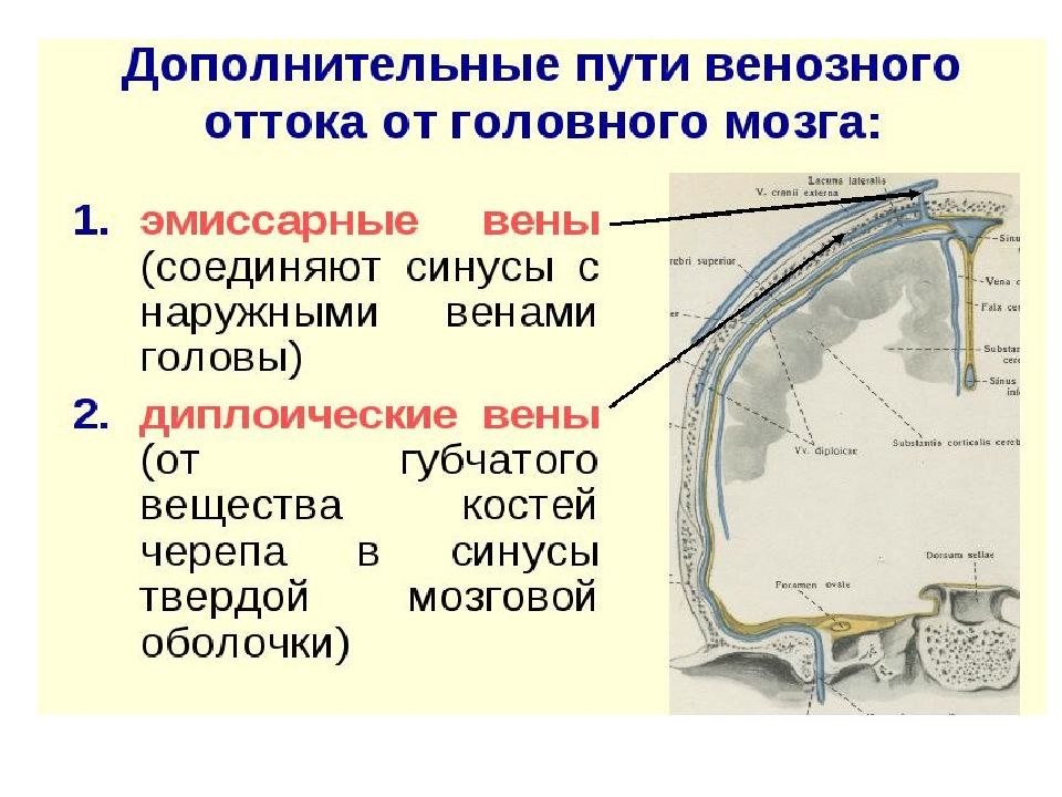 Венозные анастомозы презентация