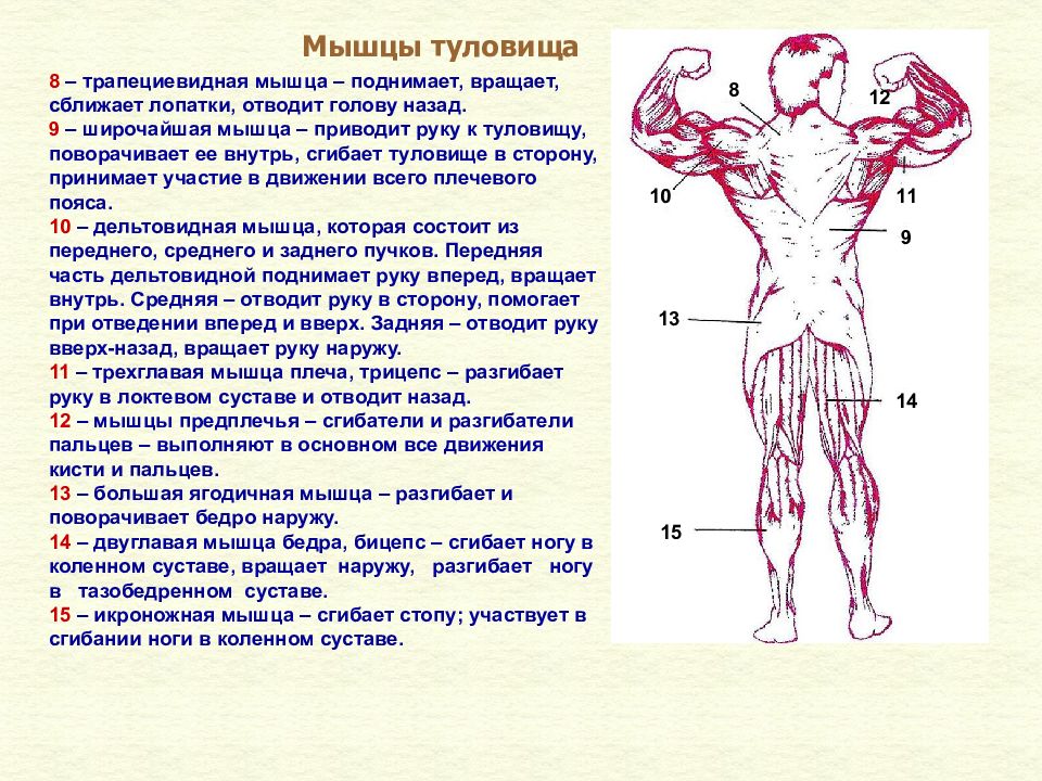 Какой цифрой на рисунке обозначены мышцы сгибающие и вращающие туловище вокруг продольной оси