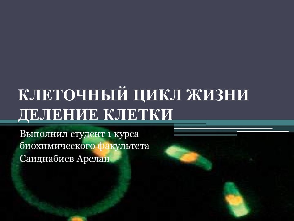 КЛЕТОЧНЫЙ ЦИКЛ ЖИЗНИ ДЕЛЕНИЕ КЛЕТКИ