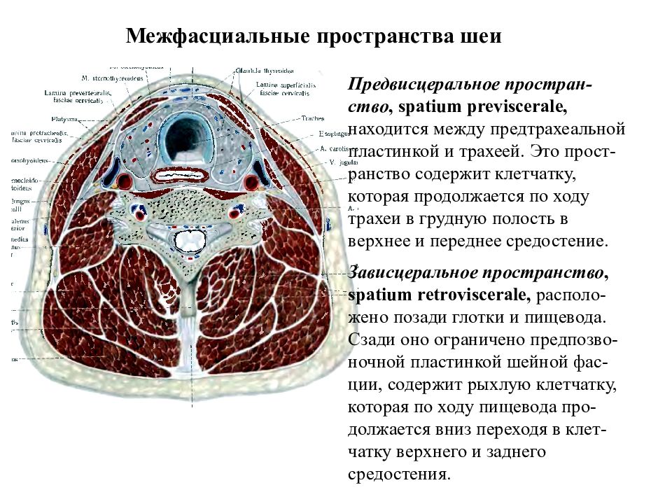 Мышцы фасции и топография шеи