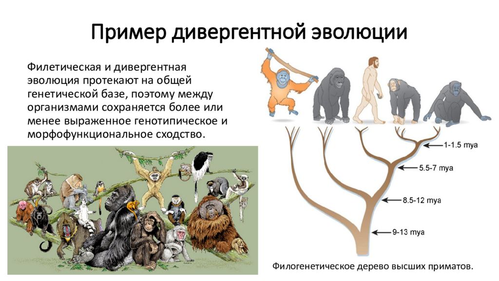Царство животных загадочное и непредсказуемое. Дивергентная Эволюция примеры. Дивергентный характер эволюции это. Эволюционные изменения. Возникновение в процессе эволюции.