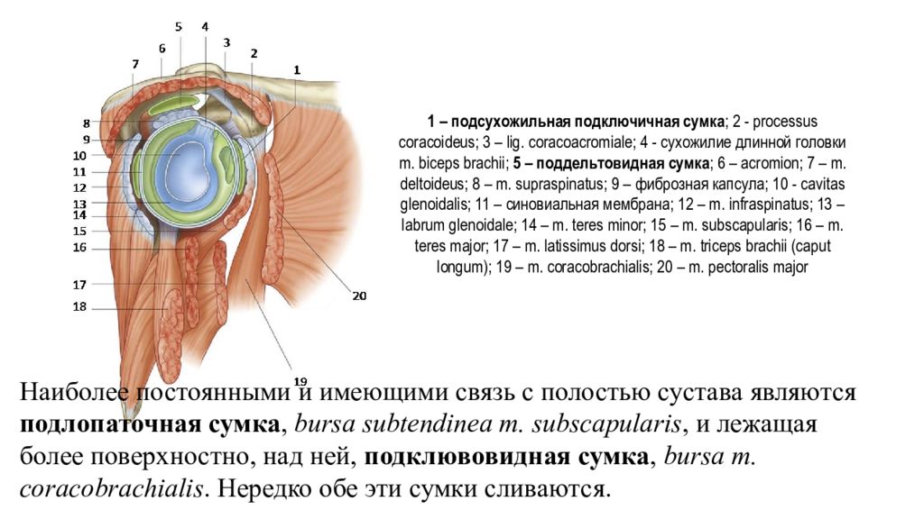 Частная анатомия