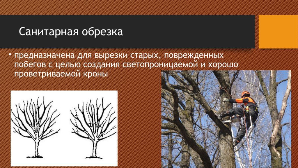 С какой целью производят обрезку побегов кратко. Санитарная обрезка деревьев. Санитарная и омолаживающая обрезка деревьев. Способы обрезки деревьев и кустарников. Санитарная обрезка деревьев схема.