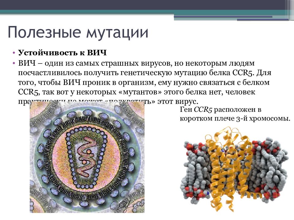 Вредные и полезные мутации проект