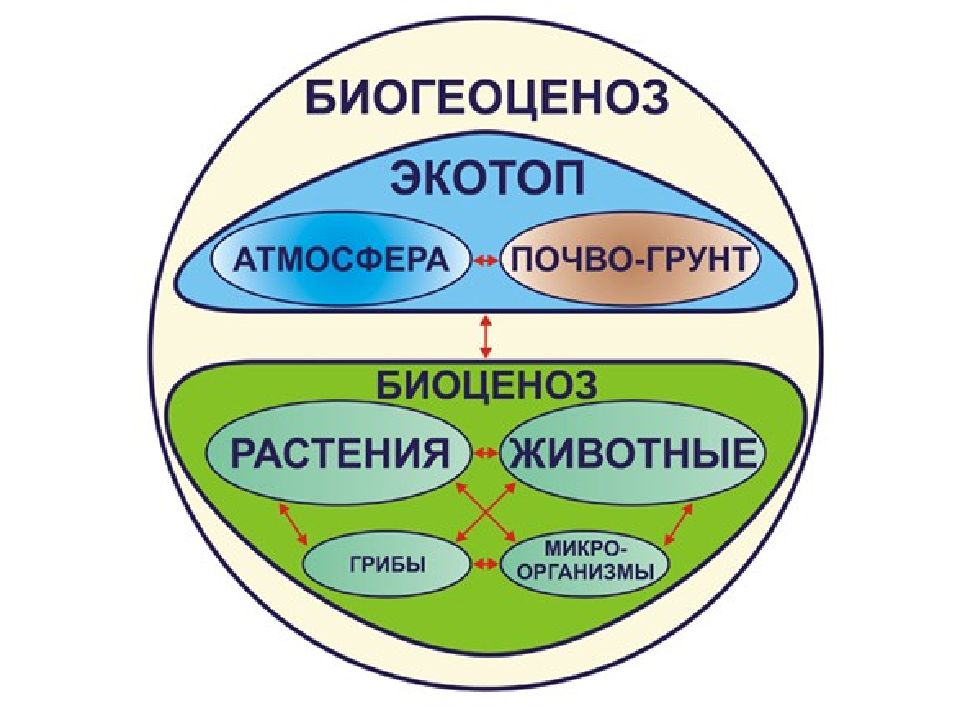 Биоценоз как сообщество живых организмов в природе презентация 9 класс