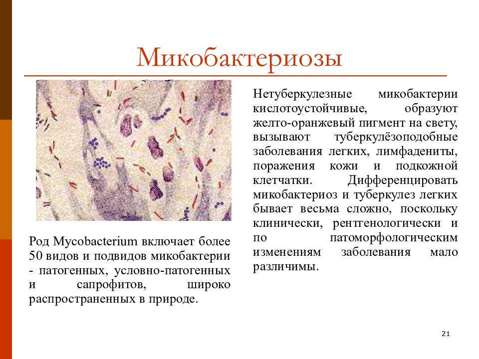 Нетуберкулезный микобактериоз. Микобактериозы микробиология. Болезни вызванные нетуберкулезными микобактериями.
