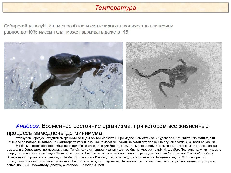 Анабиоз что это такое простыми. Сибирский углозуб во льду. Анабиоз экология. Анабиоз примеры животных. Анабиоз состояние.
