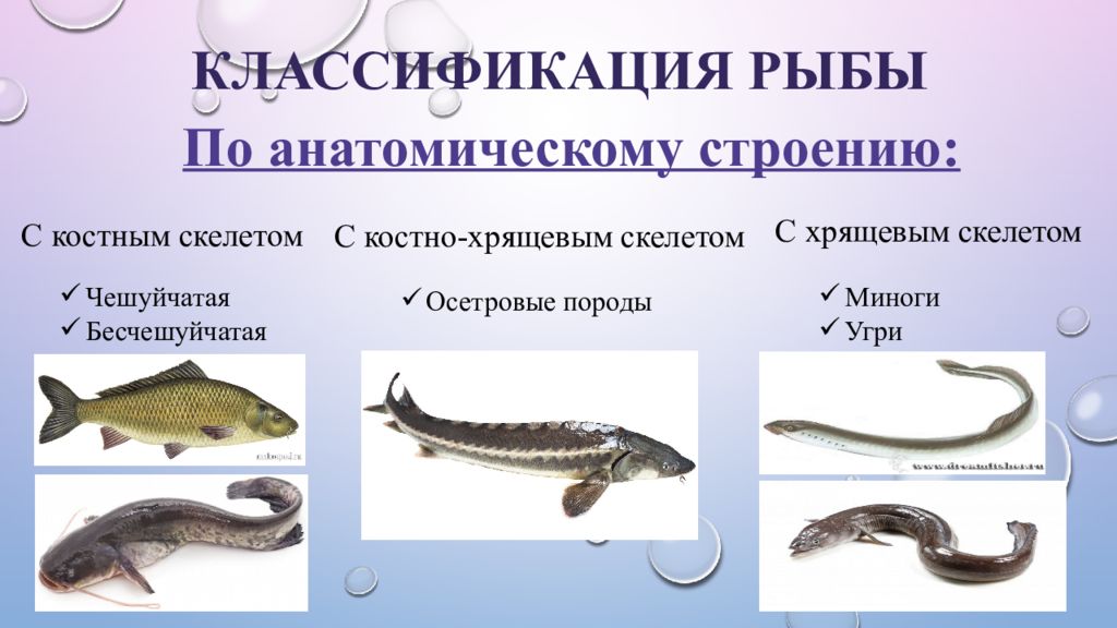 Название групп рыб. Классификация рыбы по строению скелета. Строение и классификация рыб. Систематика рыб. Рыбы классификация в биологии.
