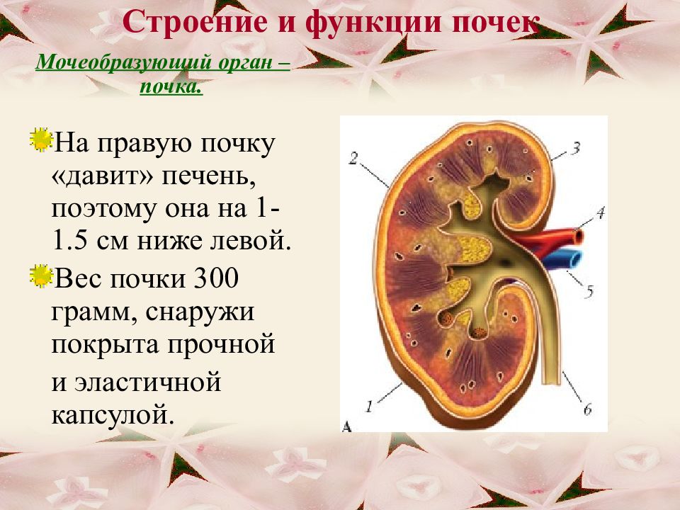 Строение и строение почек презентация 8 класс