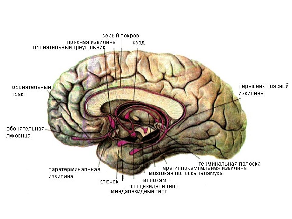 Обонятельные доли мозга. Обонятельный мозг и лимбическая система. Конечный мозг лимбическая система. Лимбическая система головного мозга обонятельный треугольник. Конечный мозг обонятельный мозг.