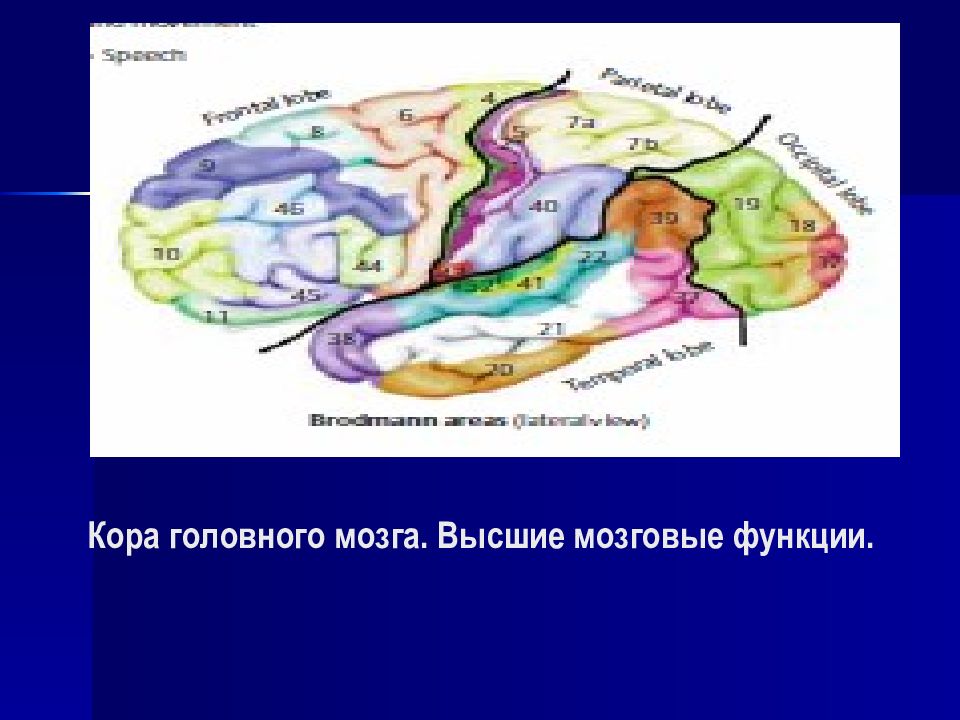 Кора головного мозга. Высшие мозговые функции.