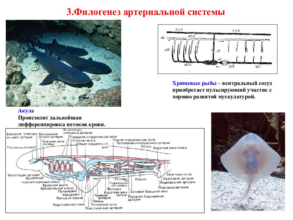 Мозг хрящевых рыб. Гидростатический аппарат у хрящевых рыб. Филогенез сердечно-сосудистой системы. Происхождение хрящевых рыб кратко.
