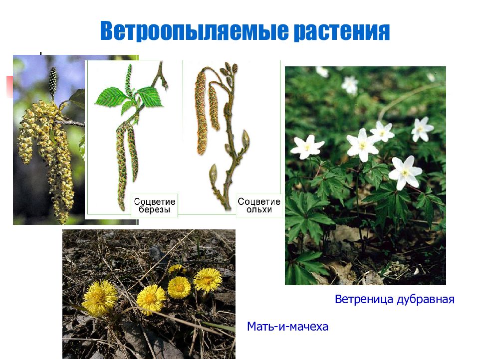 Какие приспособления у ветроопыляемых растений. Ветреница Дубравная цветки и соцветия. Орешник ветроопыляемое растение. Ветреница Дубравная соцветие. Цветки ветроопыляемых растений.