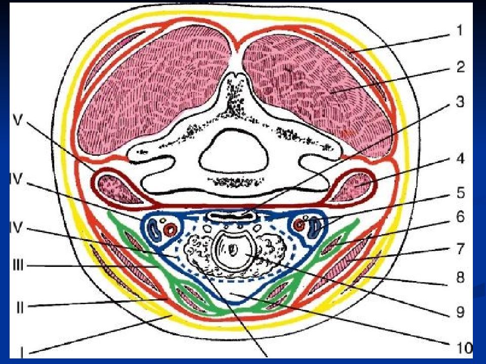 Фасции шеи топографическая анатомия схема