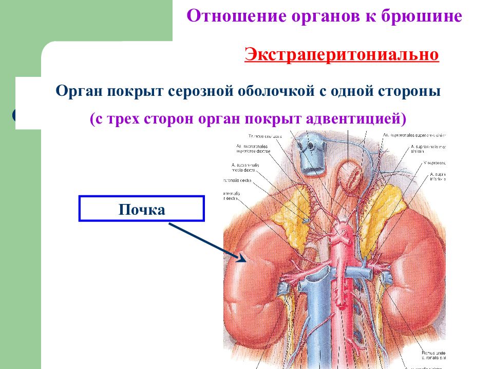 Взаимоотношение органов. Органы, покрытые серозной оболочкой. Серозная оболочка органов. Серозная оболочка покрывает. Адвентиция и серозная оболочка.