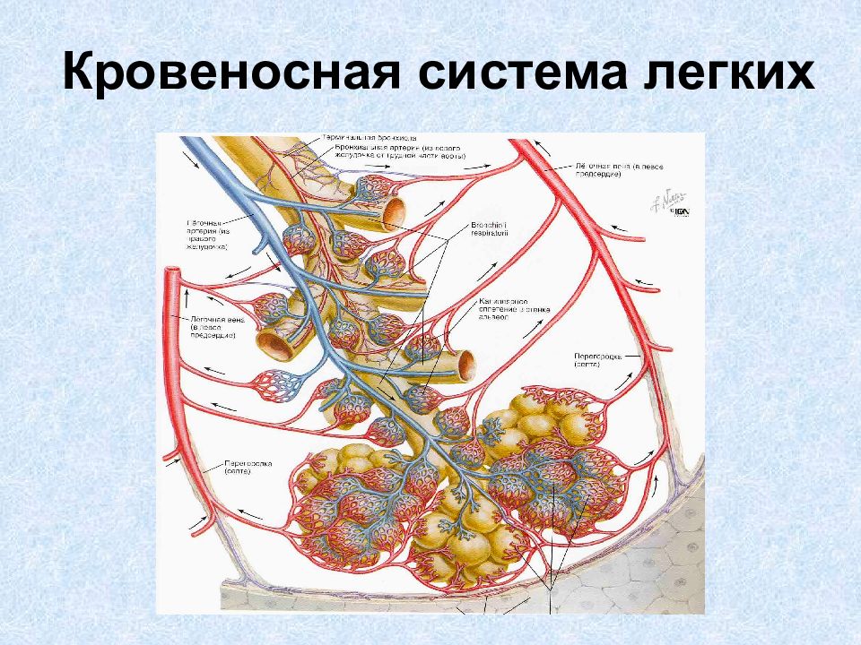 Оболочка легких