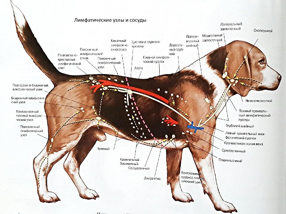У собаки воспалились лимфоузлы. Анатомия собаки лимфатическая система. Лимфоузлы собаки анатомия. Где у собак лимфоузлы находятся на шее. Лимфатические узлы собаки анатомия.
