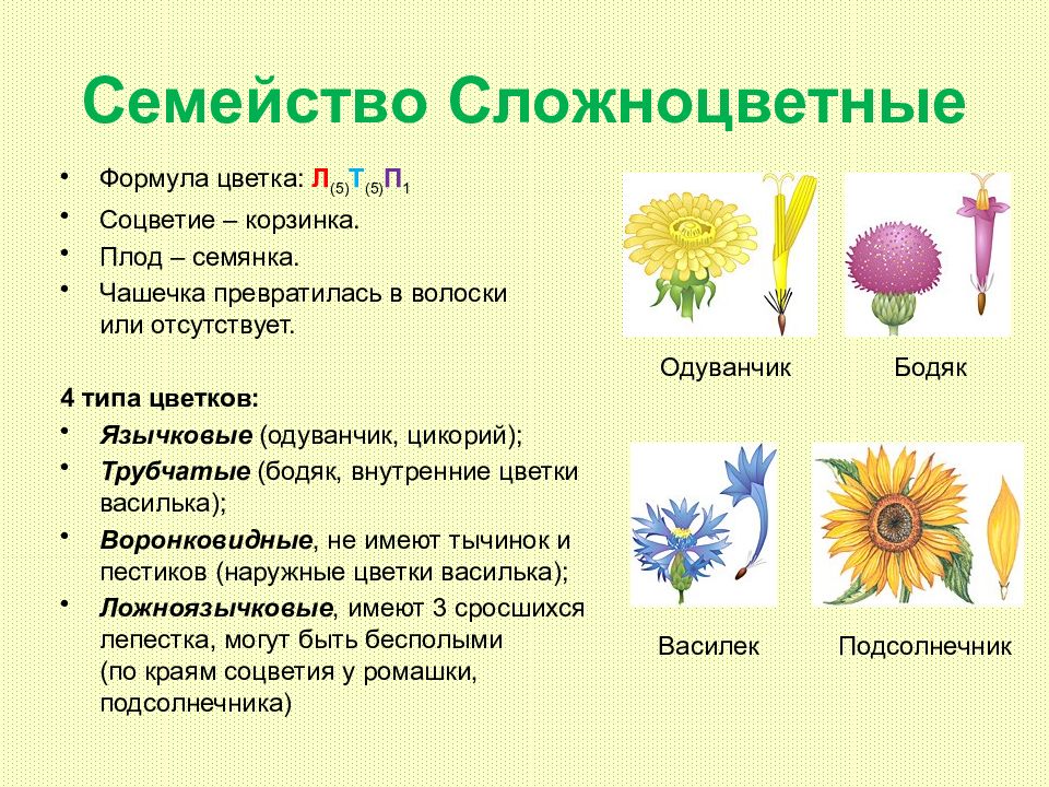 Семейства цветов. Бодяк формула цветка. Бодяк полевой формула цветка. Семейства покрытосеменных сложноцветных. Сложноцветные классификация.