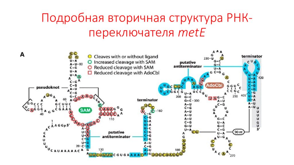 Вторичная рнк. Строение ТРНК биохимия. Вторичная структура РНК. Первичная и вторичная структура РНК. Вторичная и третичная структура РНК.