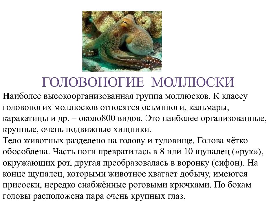 Презентация моллюски головоногие моллюски