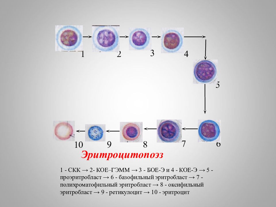 Кроветворение гистология. Проэритробласт (эритробласт). Схема дифференцировки клеток эритропоэза. Эритроидный Росток кроветворения. Морфология клеток эритроидного ростка кроветворения.