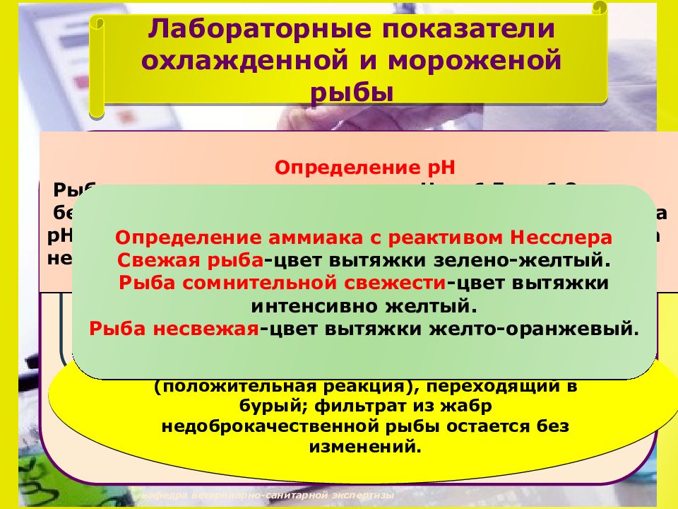 Показатели лабораторной работы. Микрофлора охлажденной и мороженой рыбы. Микрофлора свежей, охлажденной и мороженой рыбы.. Ветеринарно-санитарная экспертиза рыбы определения аммиака Несслера.