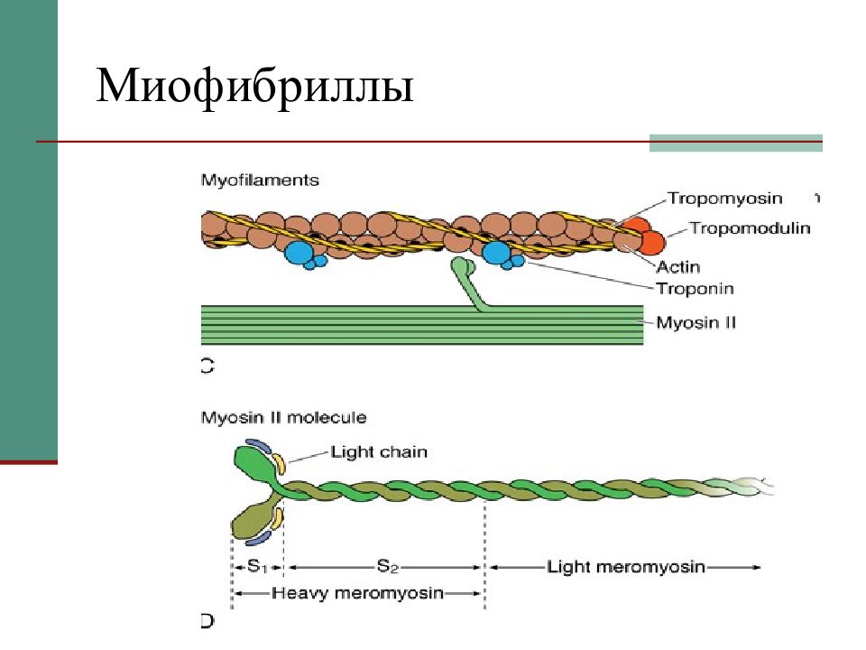 Актин ткань. Миофибриллы актин миозин. Строение мышцы актин и миозин. Строение молекулы миозина. Строение миофибриллы.