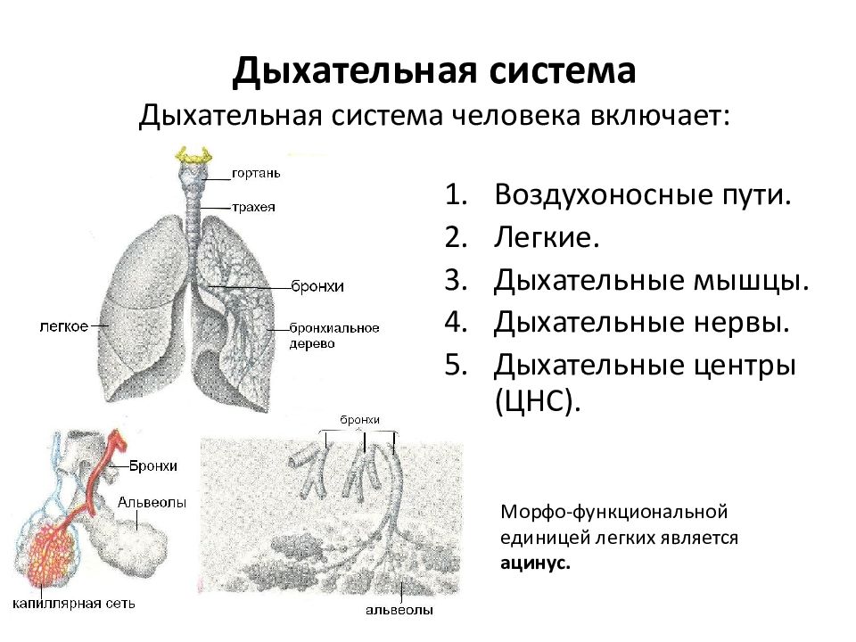 Последовательность поступления воздуха в организм. Строение системы органов дыхания человека. Функции дыхательной системы схема. Дыхательная система органов дыхания рис 52. Строение бронхолегочной системы.