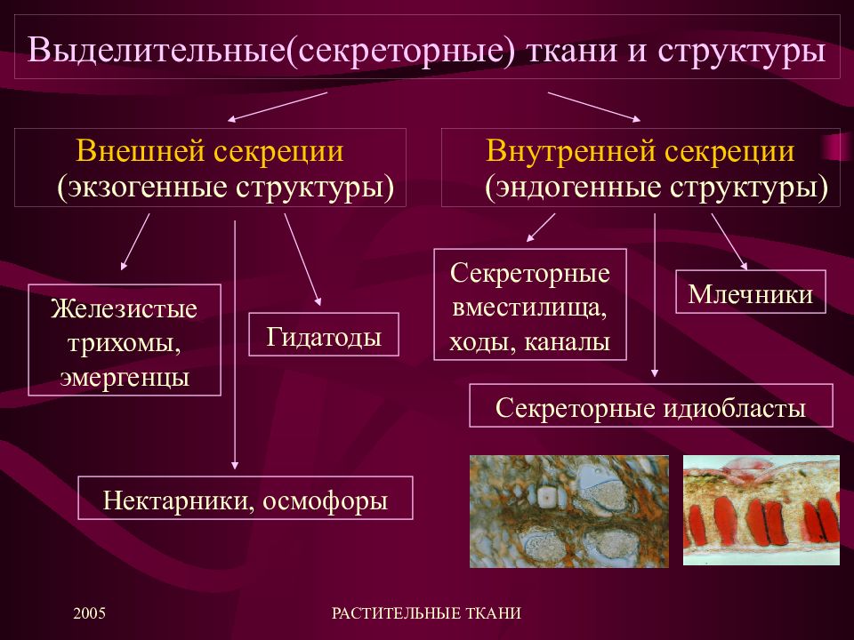 К какому типу тканей они относятся. Ткани растений выделительные ткани наружной секреции. Ткани растений выделительная ткань. Ткани растений выделительная ткань таблица. Классификация выделительных тканей.