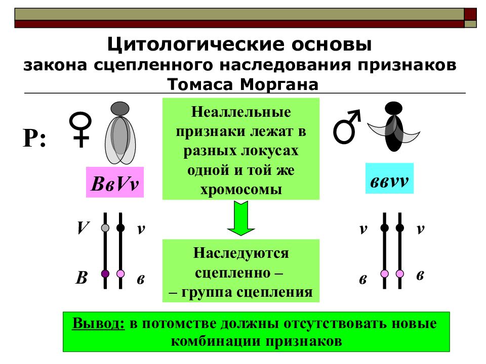 Презентация хромосомная теория наследственности закон моргана 10 класс