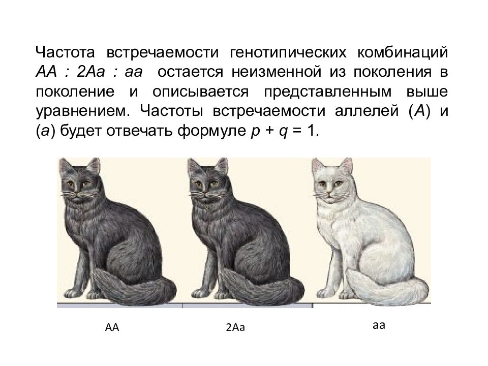 Частота кошки. Генетическая структура популяции. Генетическая структура популяции примеры. Генотипическая структура популяции. Генетическая и генотипическая структура популяции.