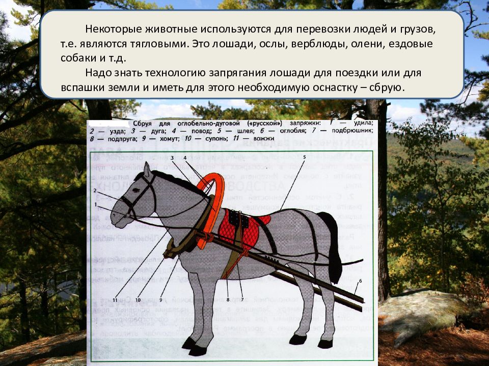 Растения как объект технологии 5 класс презентация казакевич