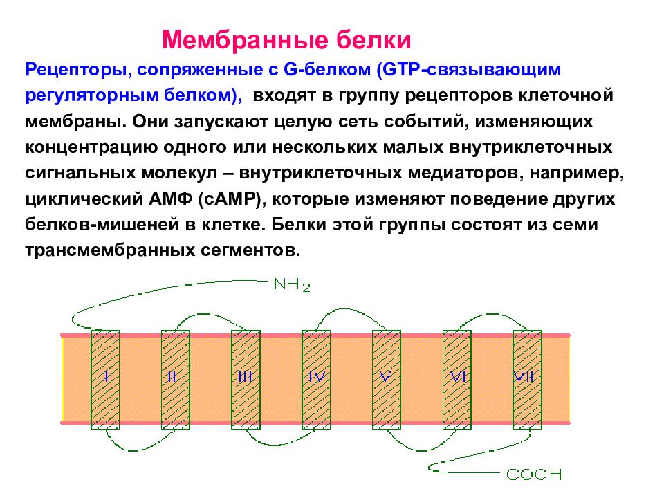 Мембранные белки. Мембранные рецепторы транспортных белков плазмы. Рецепторы мембран. Белки рецепторы. Рецепторы клеточной мембраны.