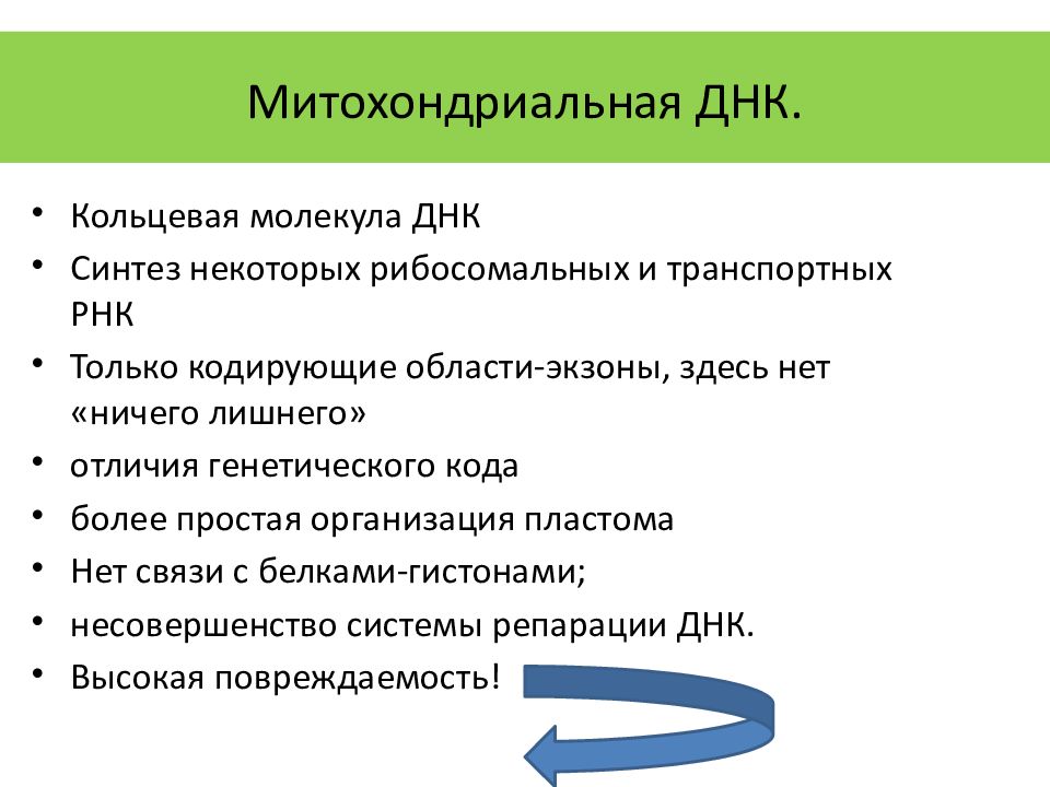 Особенности днк. Митохондриальная ДНК функции. Синтез митохондриальной ДНК. ДНК митохондрий. Митохондриальная ДНК характеристика.