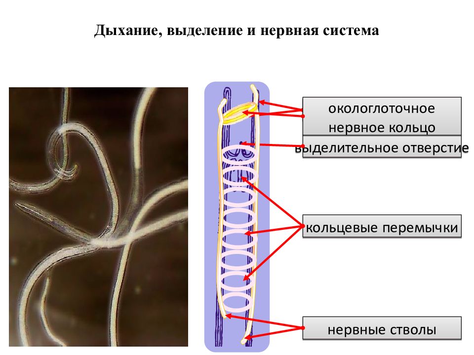 Окологлоточное нервное кольцо система