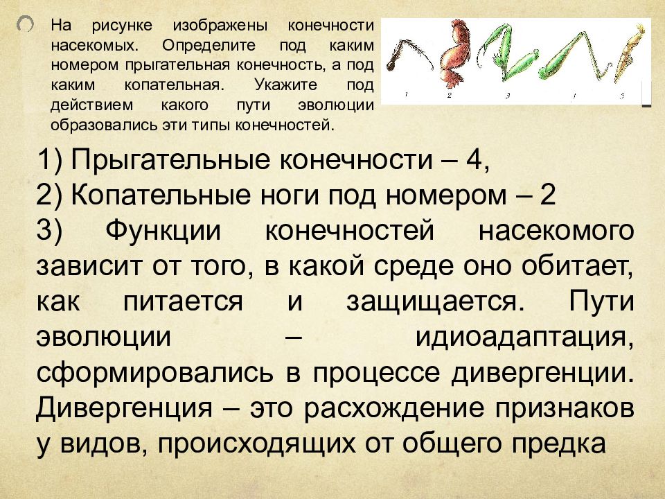 Укажите название пути эволюции которое отмечено на рисунке цифрой 2 введите слово в поле ответа