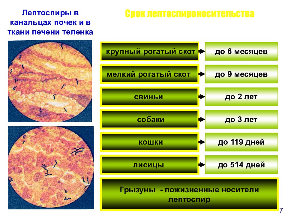 Лептоспироз презентация инфекционные болезни